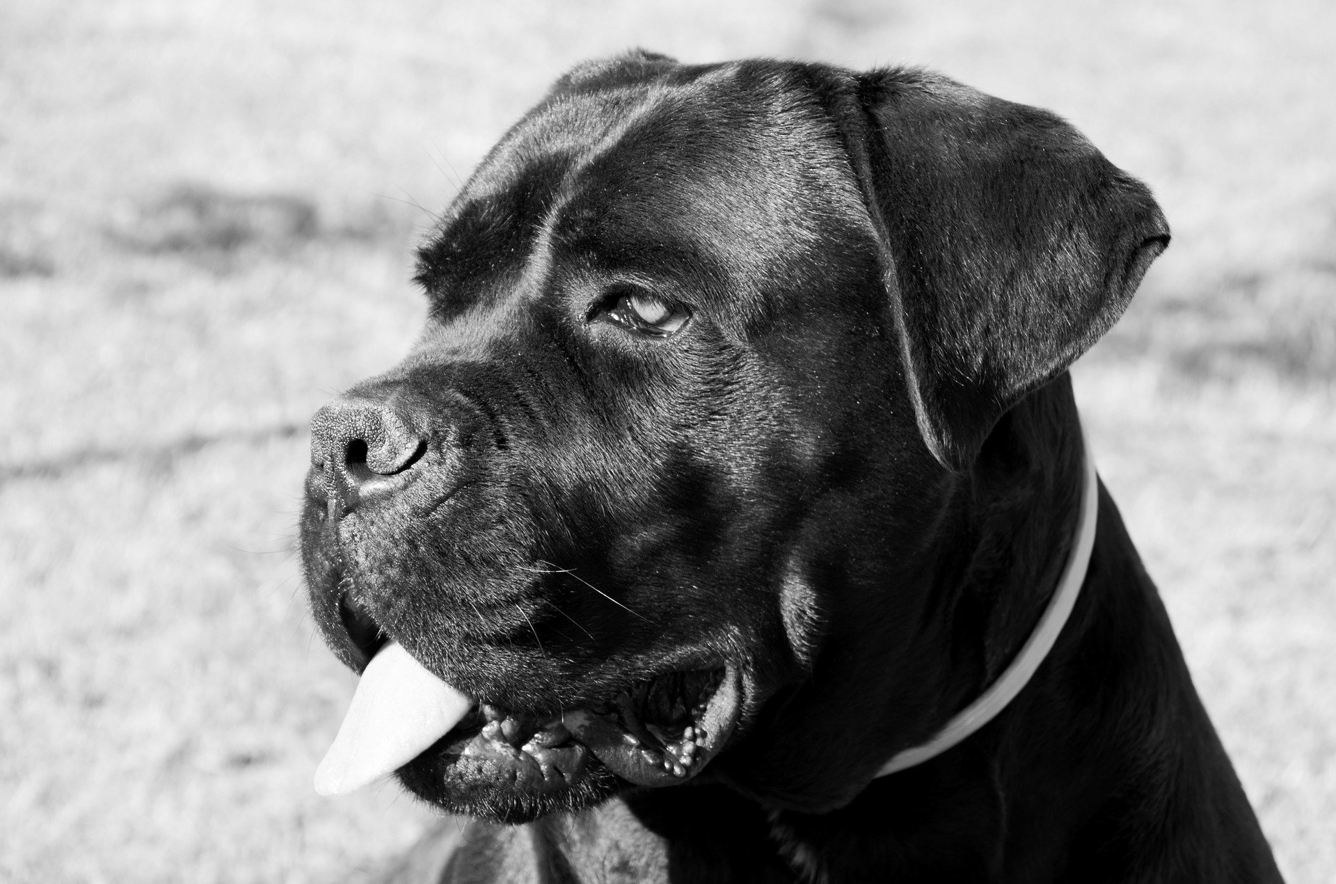 Cane Corso Discipline