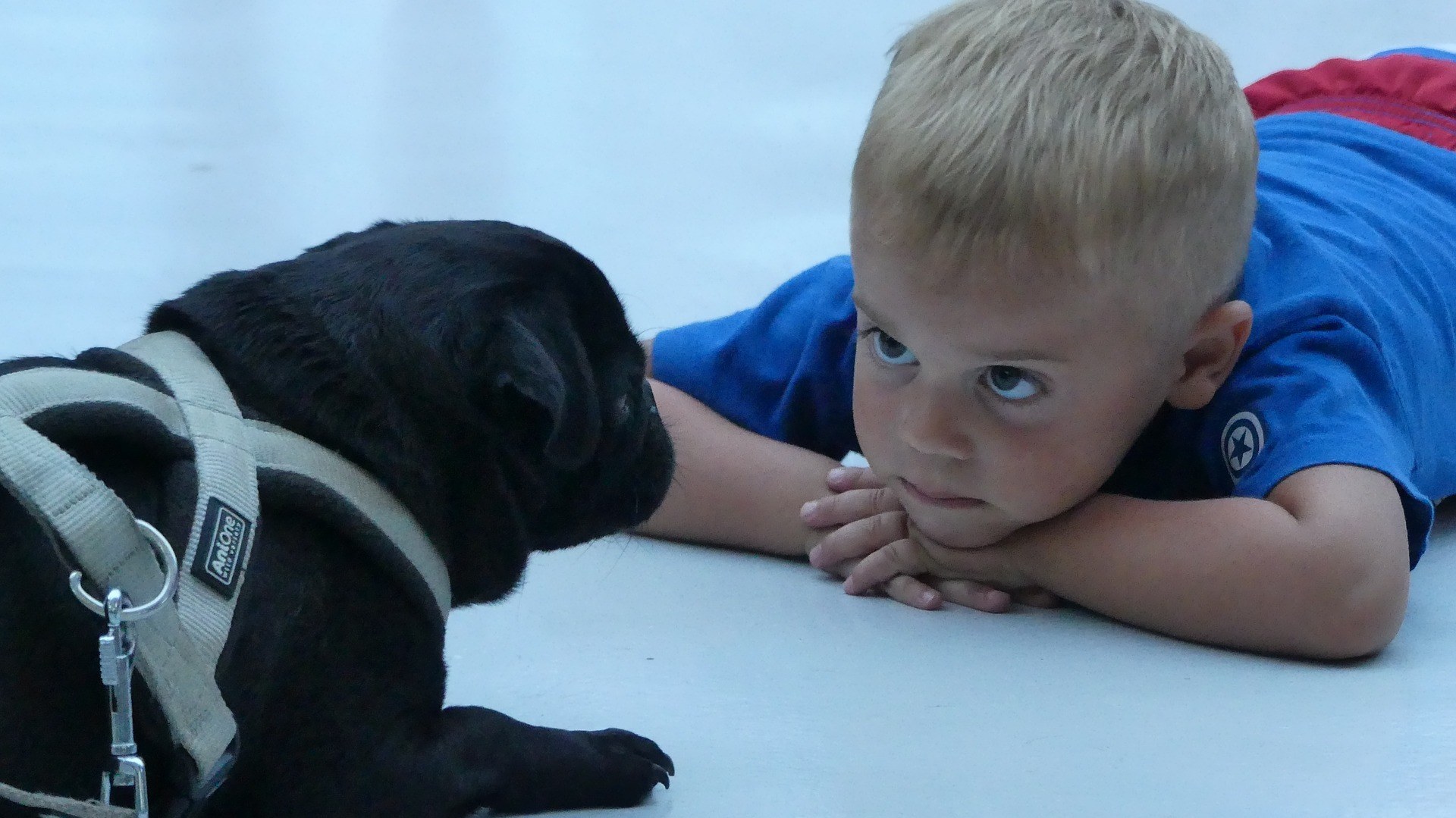 Cane Corso Et Enfants