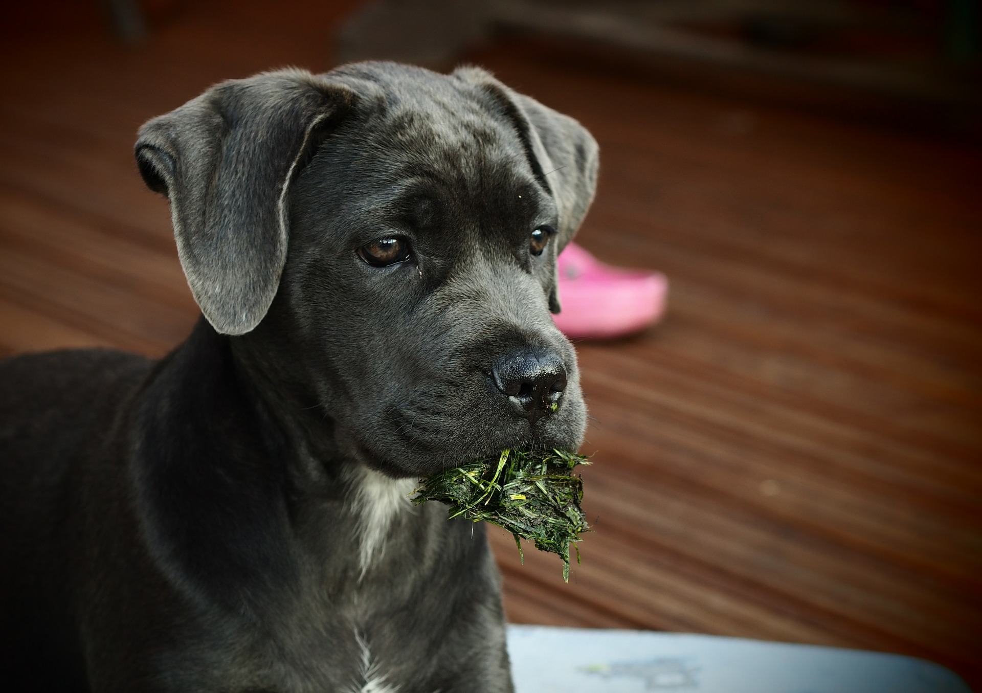 Cane Corso Nourriture