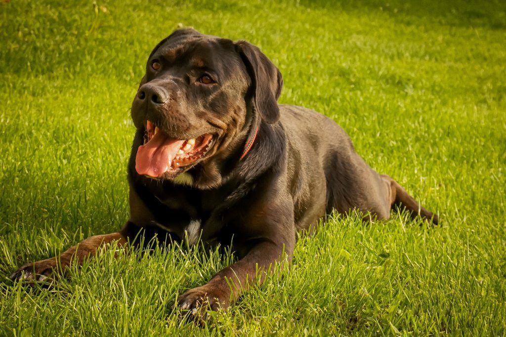 Cane Corso Compagnon