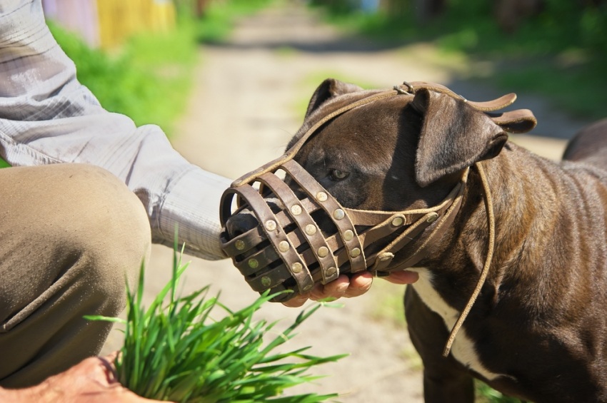 Cane Corso Reglementation