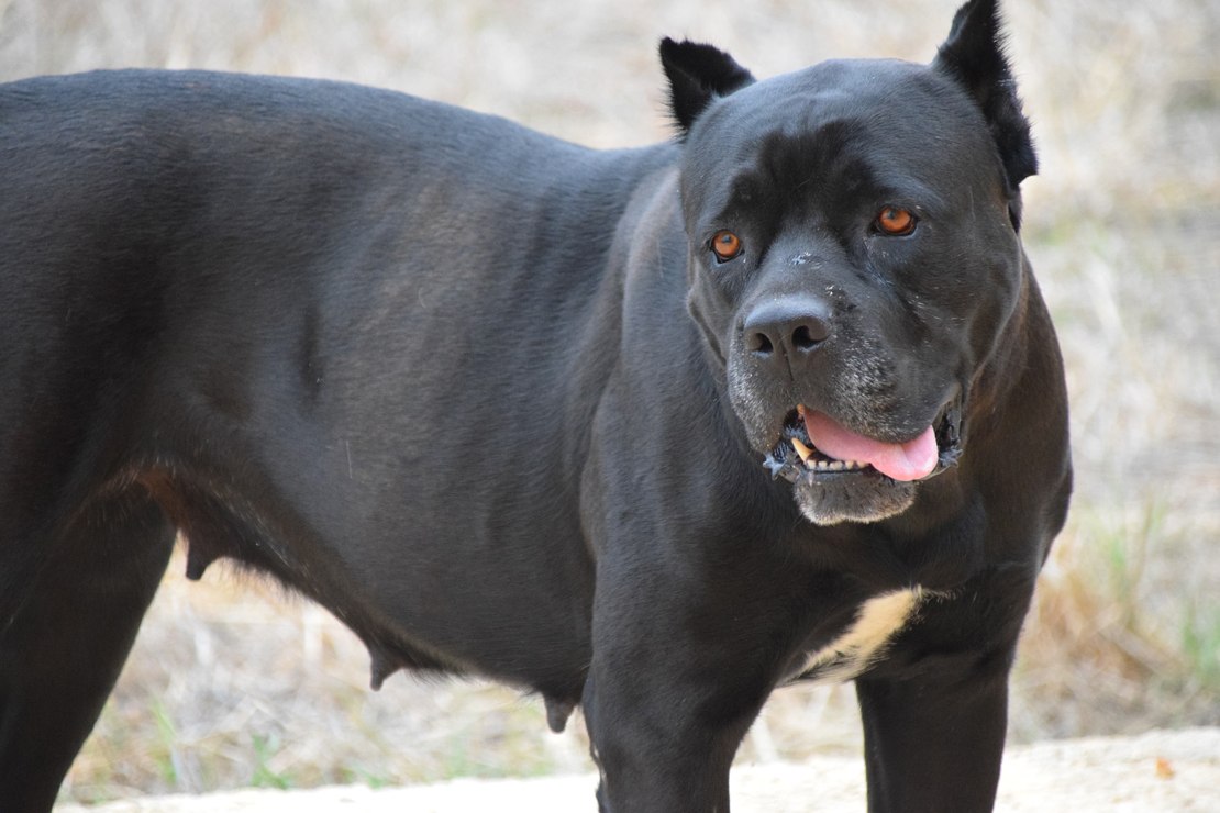 cane corso combat