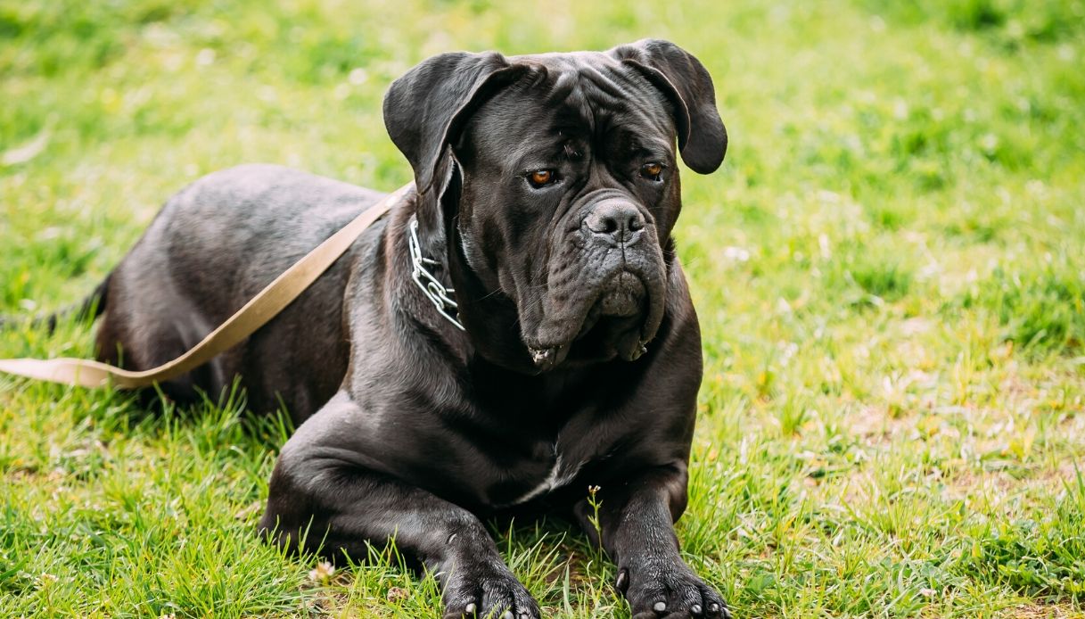 Cane Corso Couche