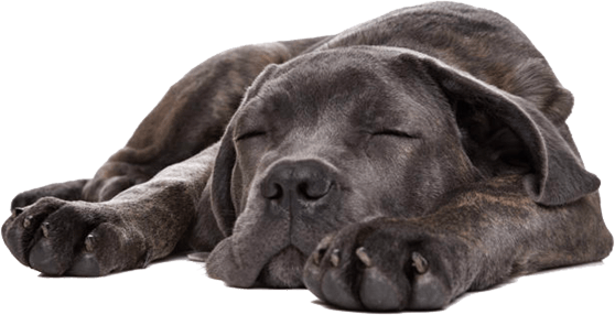 Cane Corso