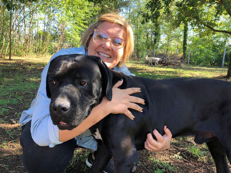 Adopter Cane Corso