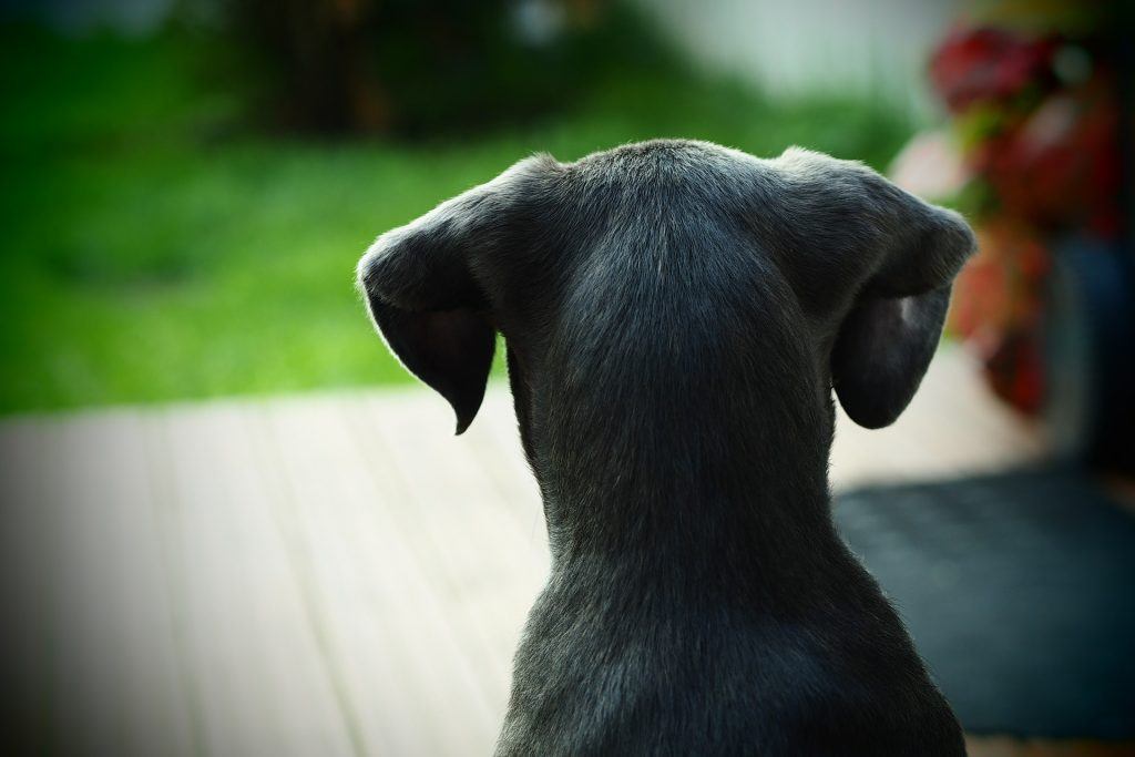 Discipline Cane Corso