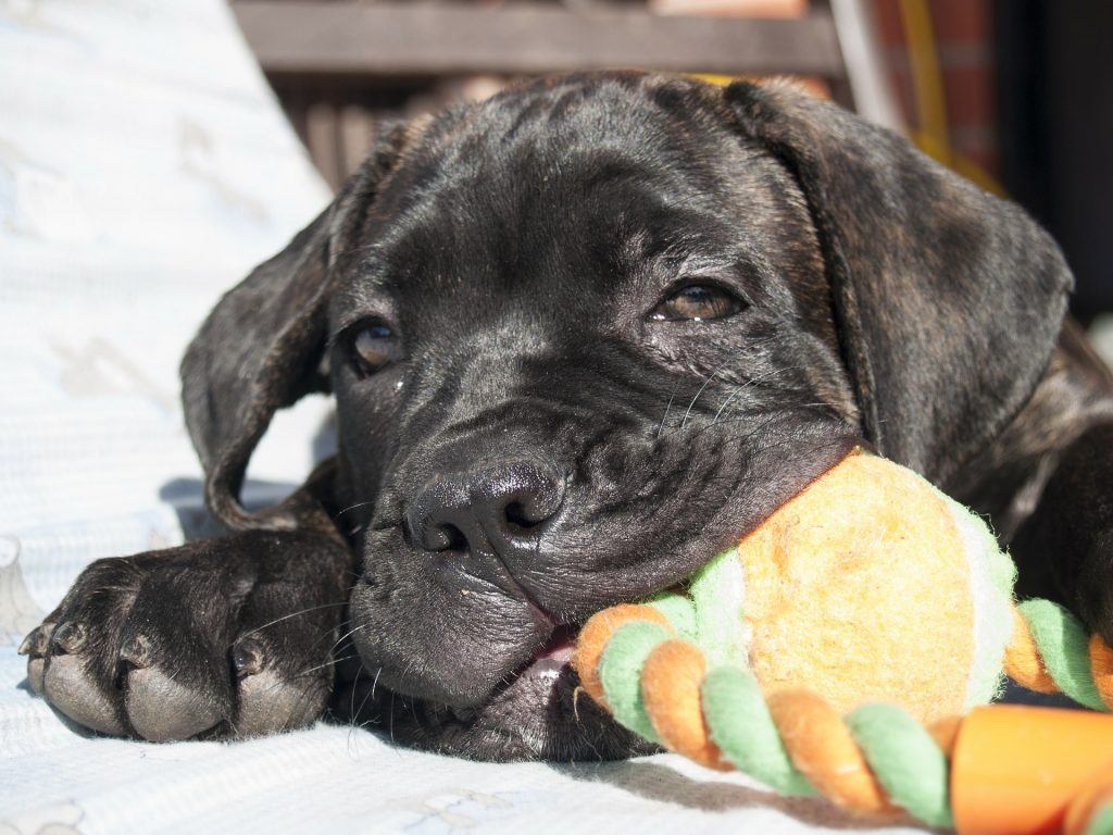 Enfants Et Cane Corso