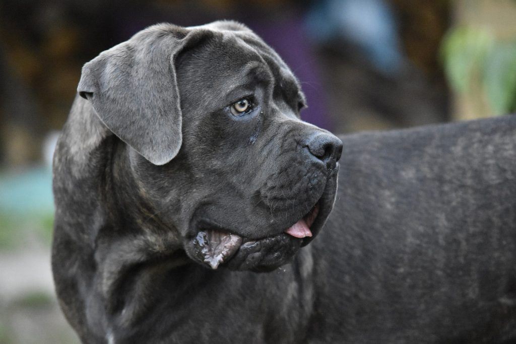 Cane Corso 5 Choses